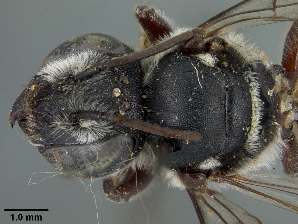 Megachile chichimeca image