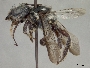 Megachile chichimeca image