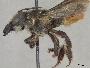 Megachile disputabilis image