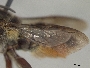 Megachile disputabilis image