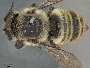 Megachile fortis image