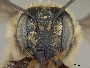 Megachile fortis image