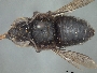 Megachile eulaliae image