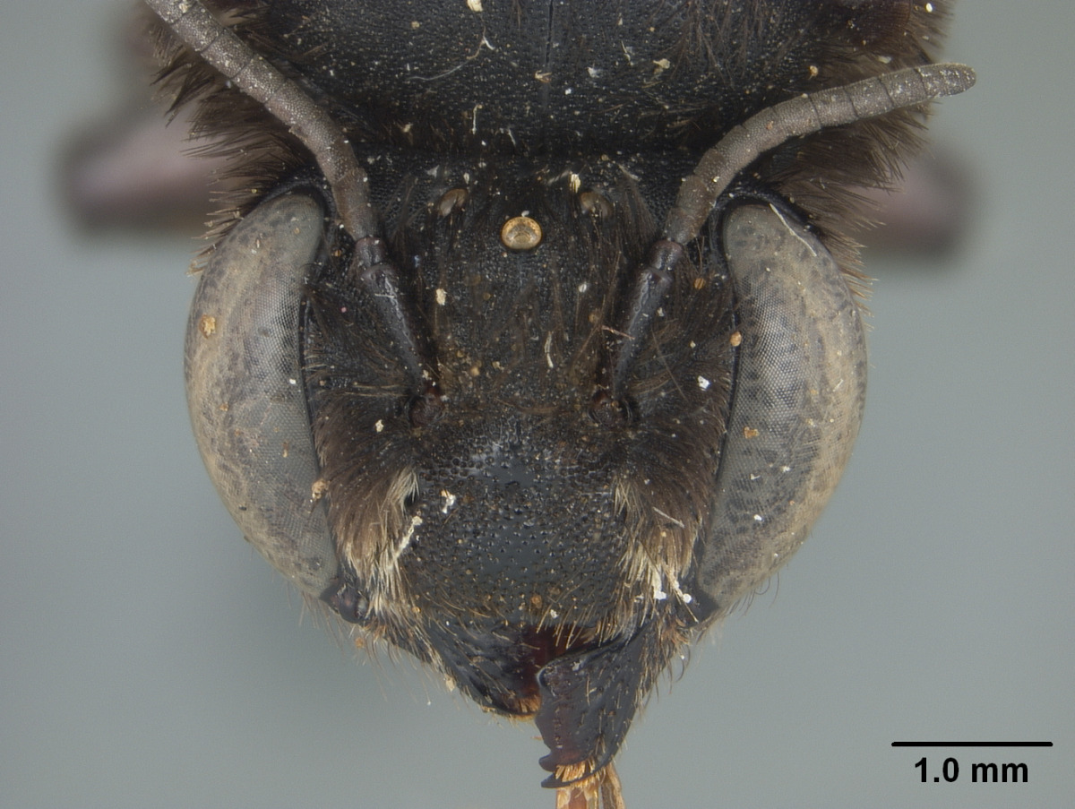 Megachile eulaliae image