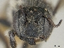 Megachile relativa image