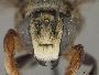 Megachile bahamensis image