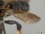 Megachile bahamensis image