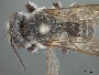 Image of Megachile frugalis
