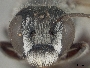 Megachile frugalis image