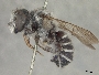 Megachile frugalis image