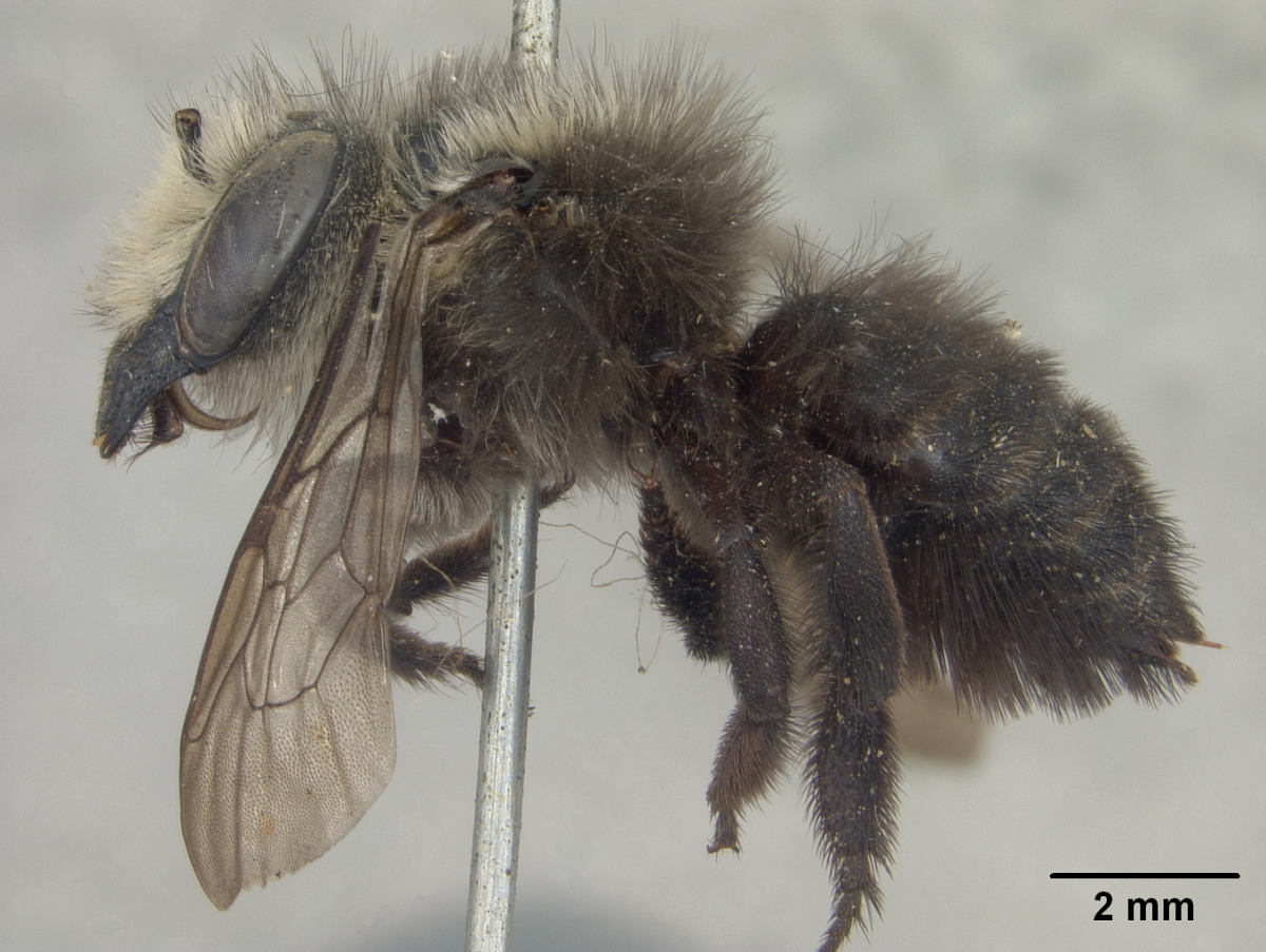 Megachile fruticosa image