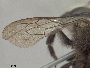 Megachile fruticosa image