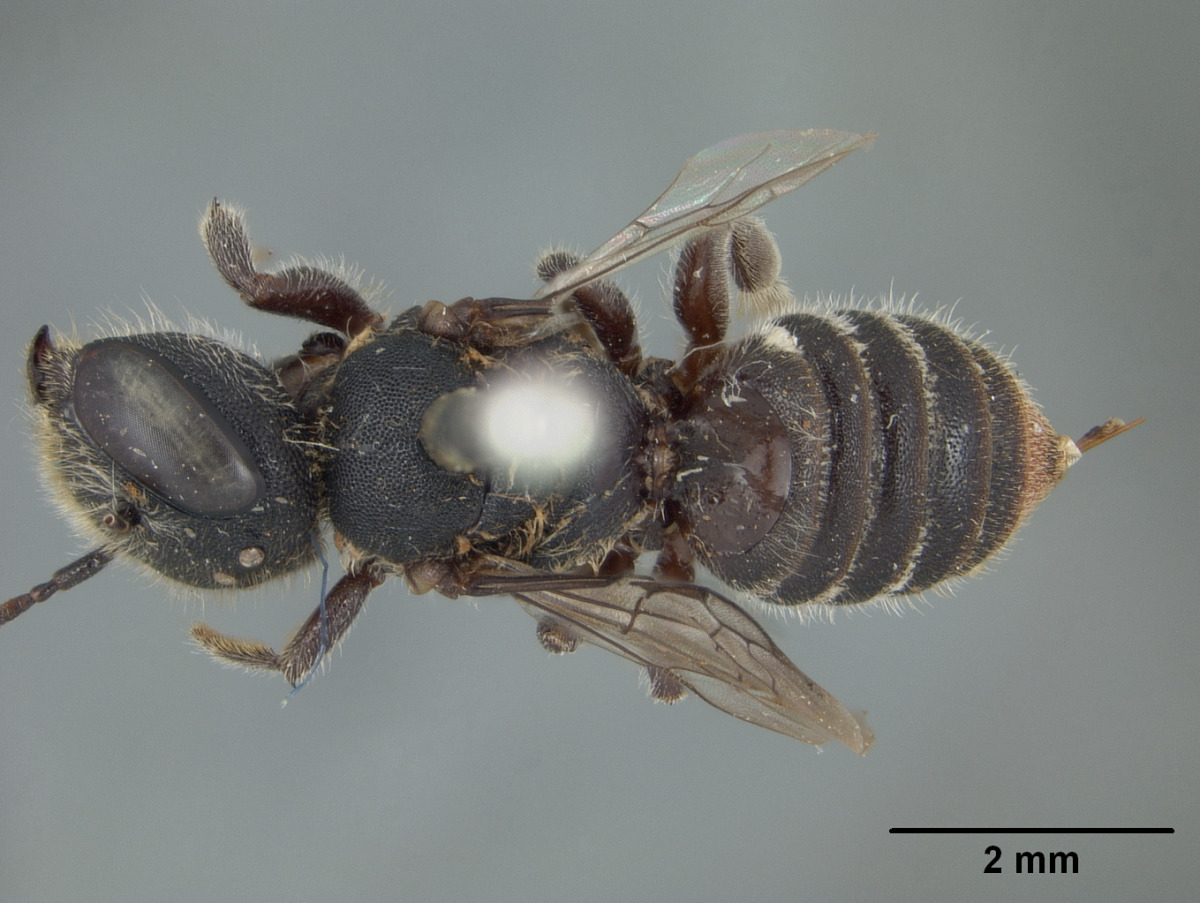 Megachile fultoni image