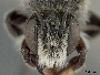 Megachile gravita image