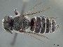 Megachile abacula image