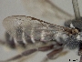 Megachile abacula image
