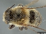 Megachile nipponica image
