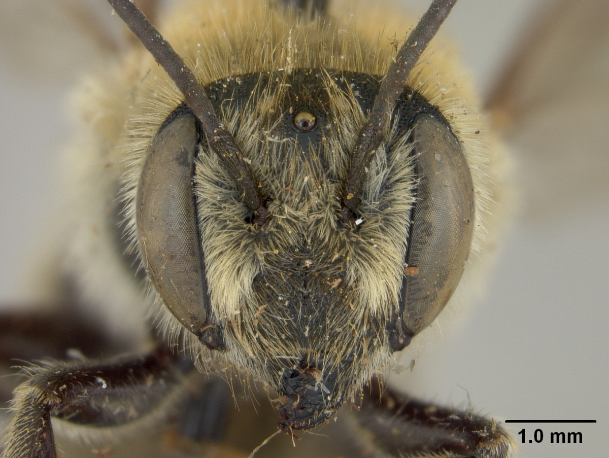 Megachile nipponica image