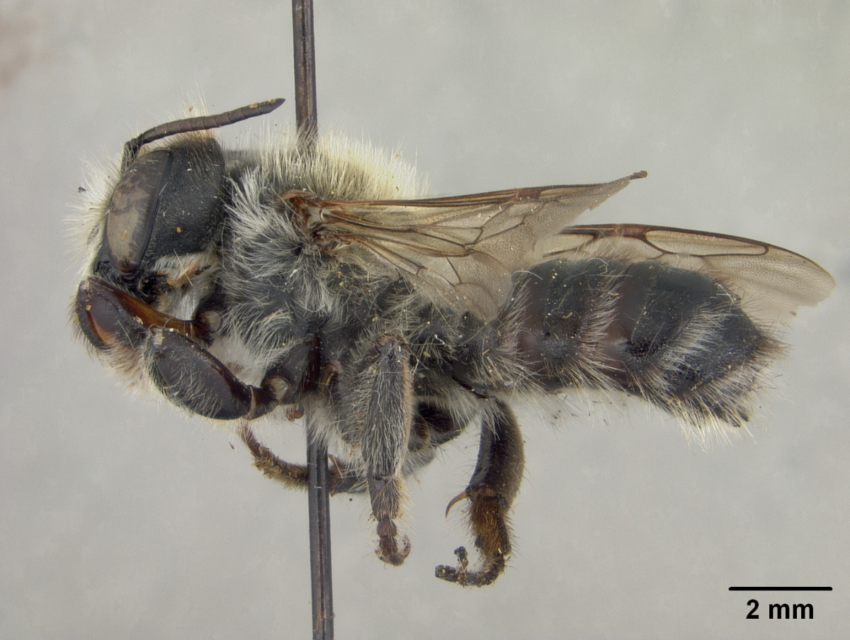 Megachile nigriventris image