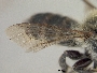 Megachile nigriventris image
