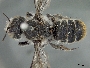 Megachile heliophila image