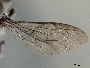Megachile heliophila image