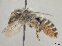 Megachile hookeri image