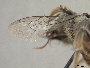 Megachile hookeri image