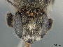 Megachile horatii image