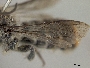 Megachile horatii image