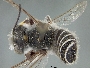 Megachile newberryae image
