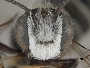 Megachile newberryae image