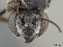 Megachile hypoleuca image