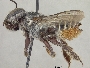Megachile hypoleuca image