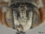 Megachile deflexa image