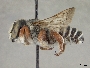 Megachile deflexa image