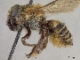 Megachile insolens image