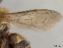 Megachile insolens image