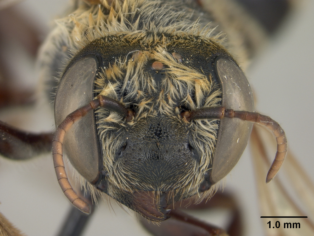 Megachile brasiliensis image