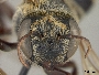 Megachile brasiliensis image