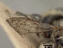 Megachile japonica image