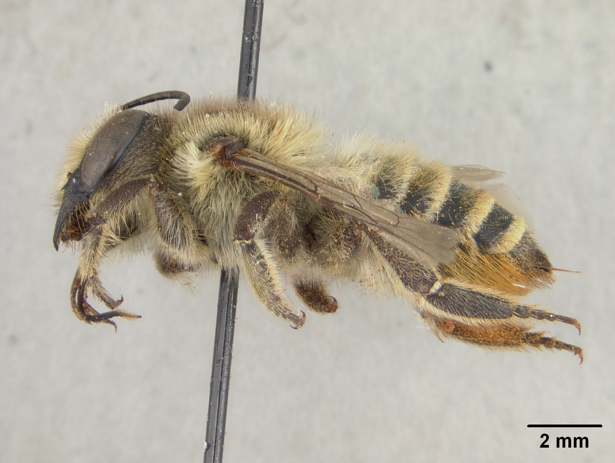 Megachile maritima image