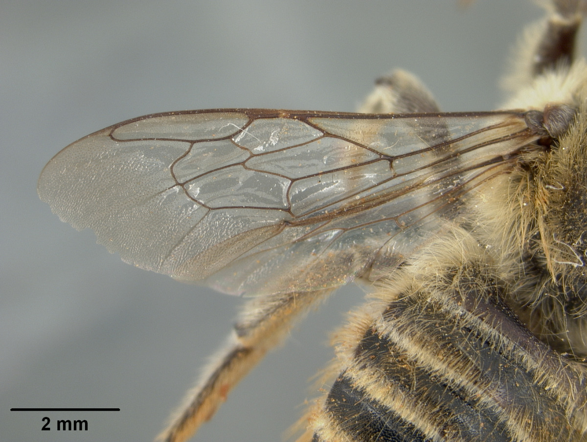 Megachile maritima image