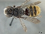 Megachile otomita image