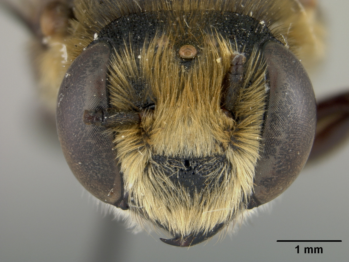 Megachile kohtaoensis image
