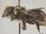 Megachile kohtaoensis image