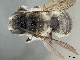 Megachile polita image