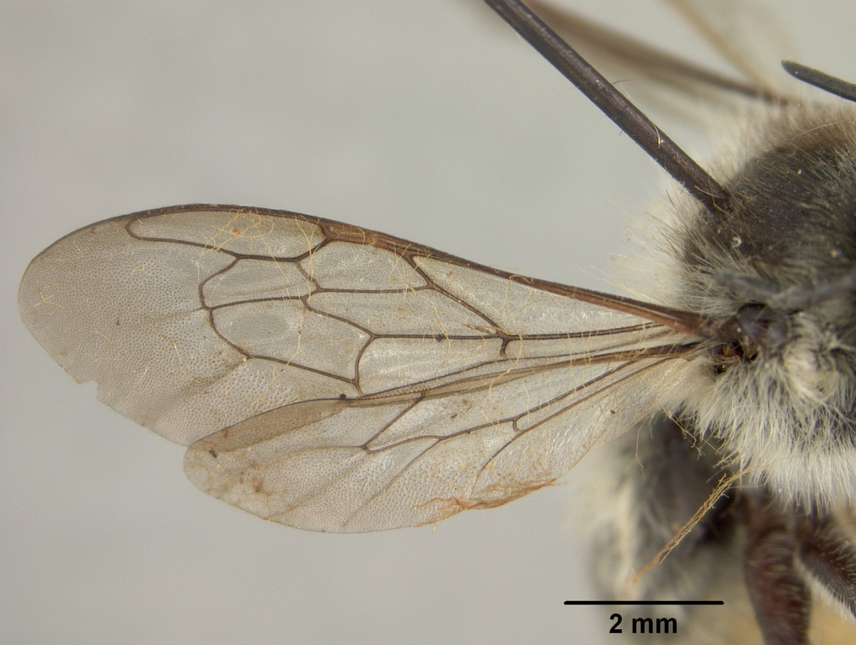 Megachile polita image