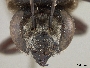 Megachile labascens image