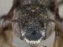 Megachile leucostomella image